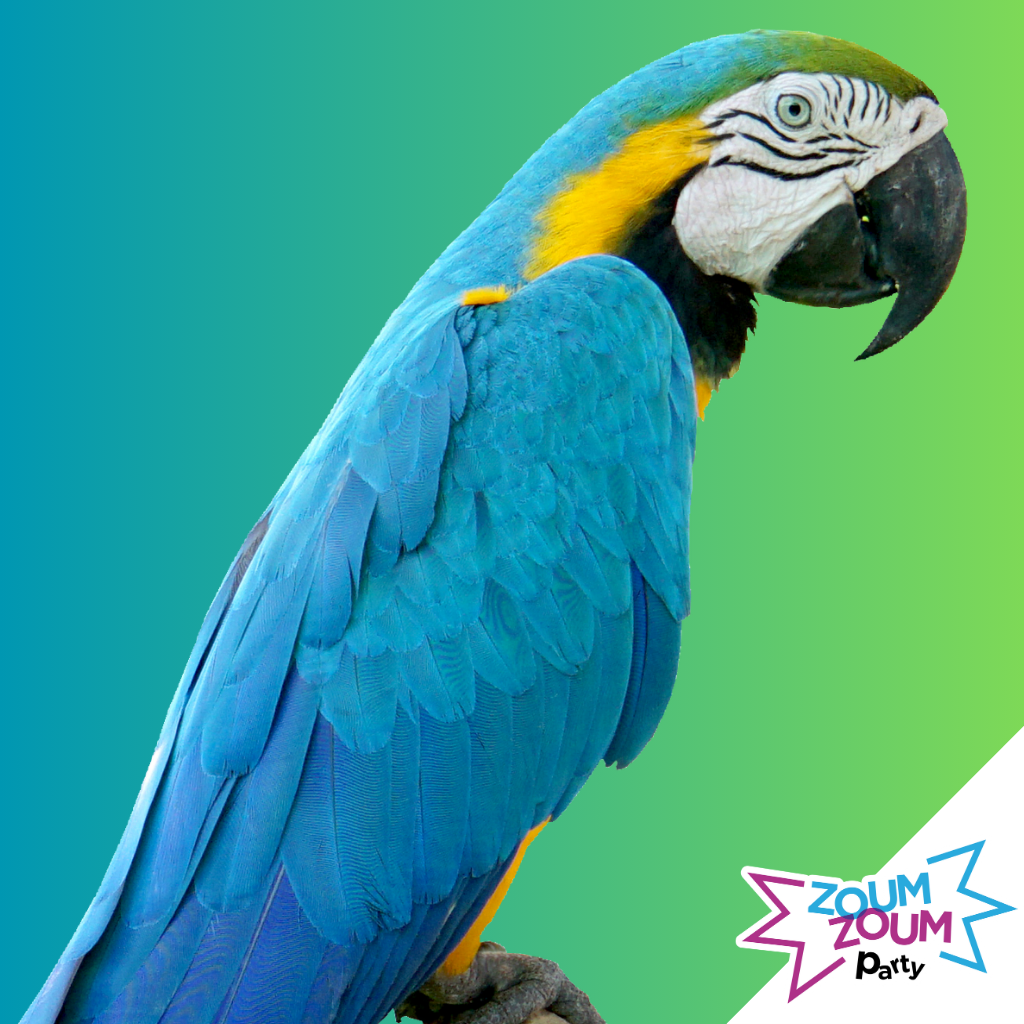 Parrot Birthday Party