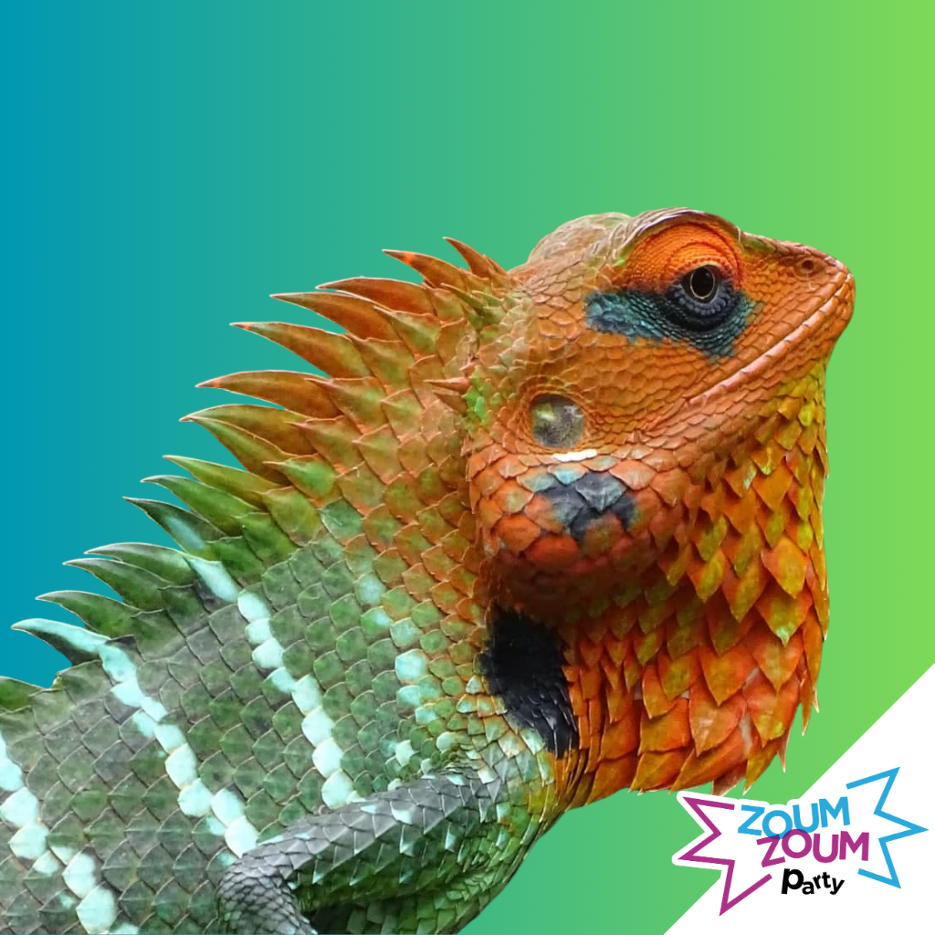 Reptiles  Birthday Party