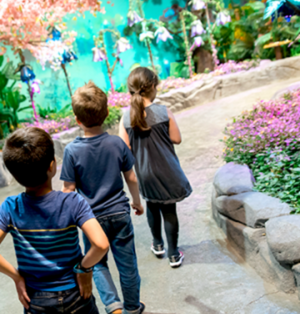 Bfly - Kids Party Package