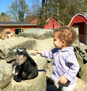 Maplewood Farm