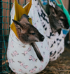 Cobb's Adventure Park Kids Party Package